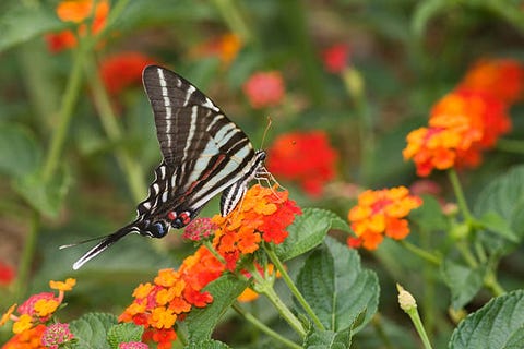 What to Plant in July - 10 Flowers and Vegetables You Can Plant in July