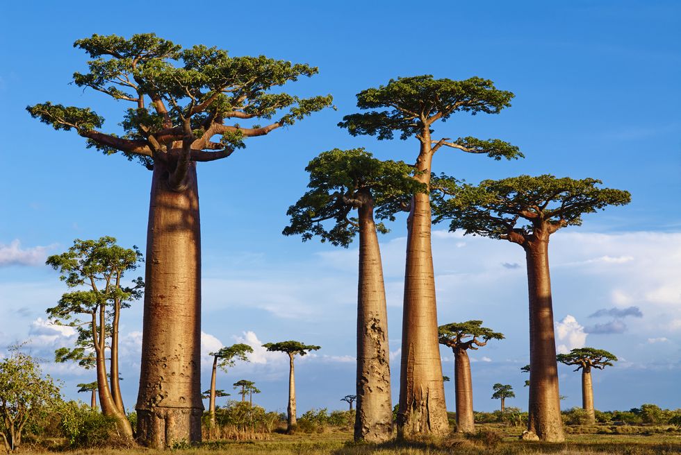 madagascar, morondava, baobab trees, avenue of the baobabs