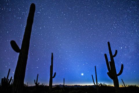 Saguaro, Sky, Blue, Atmosphere, Cactus, Flower, Landscape, Cloud, Plant, Night, 
