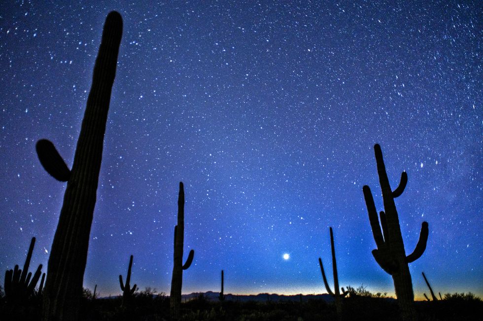 Saguaro, Sky, Blue, Atmosphere, Cactus, Flower, Landscape, Cloud, Plant, Night, 