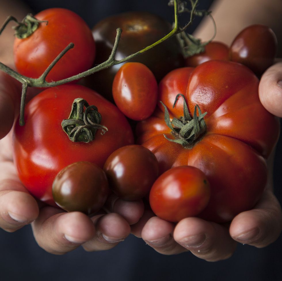 hands holding few tomatoes varieties raf, kumato, cherry, black cherry, early girl horizontal image