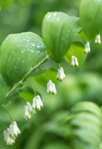 white polygonatum hybrid, also known at solomons seal clusters of small greenish white flowers and oval leaves