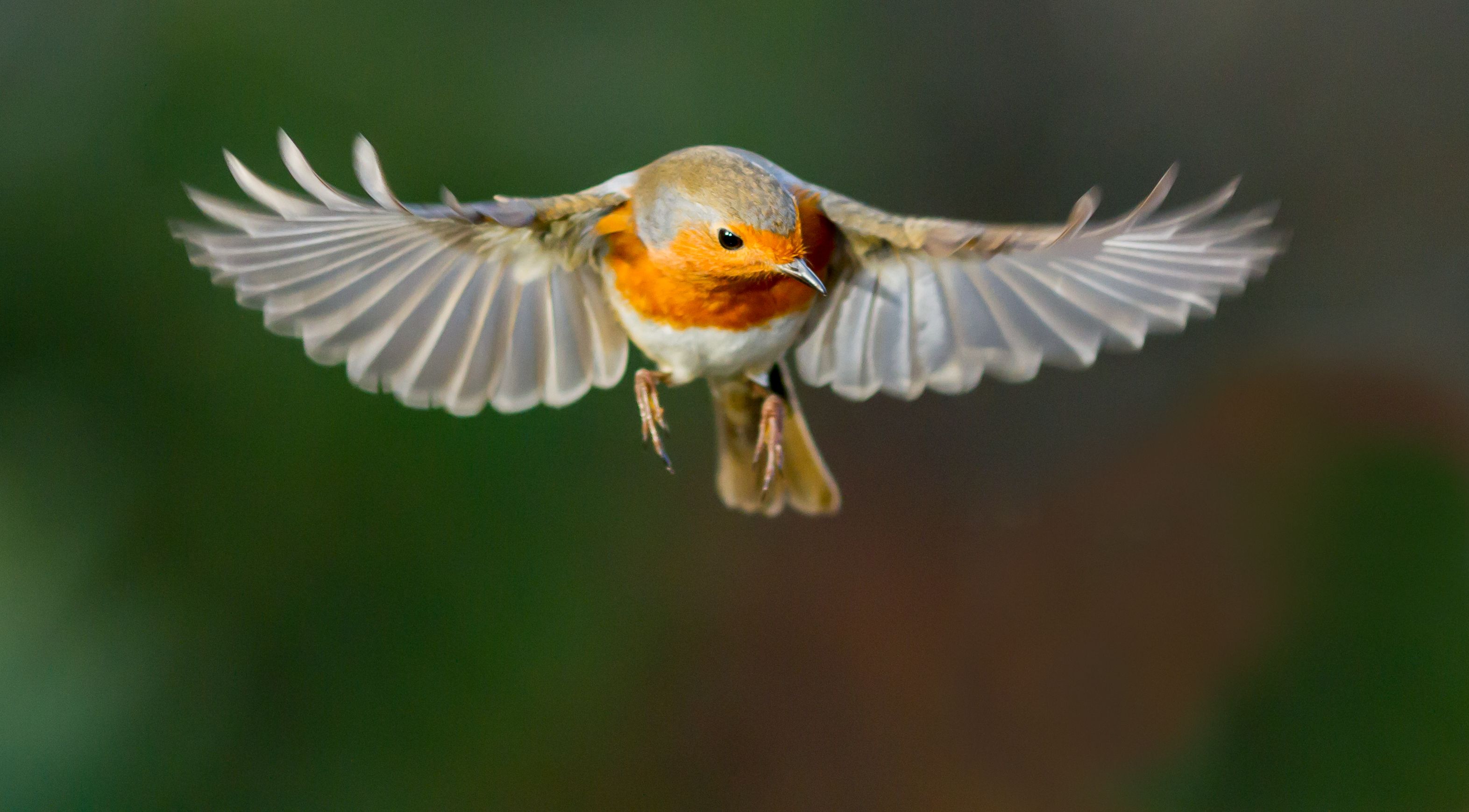 Robin migrates 140 miles over North Sea in just four hours, under the cover  of darkness
