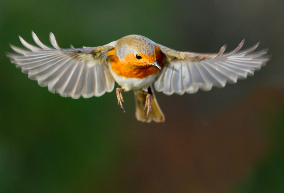 Robin hovering mid flight