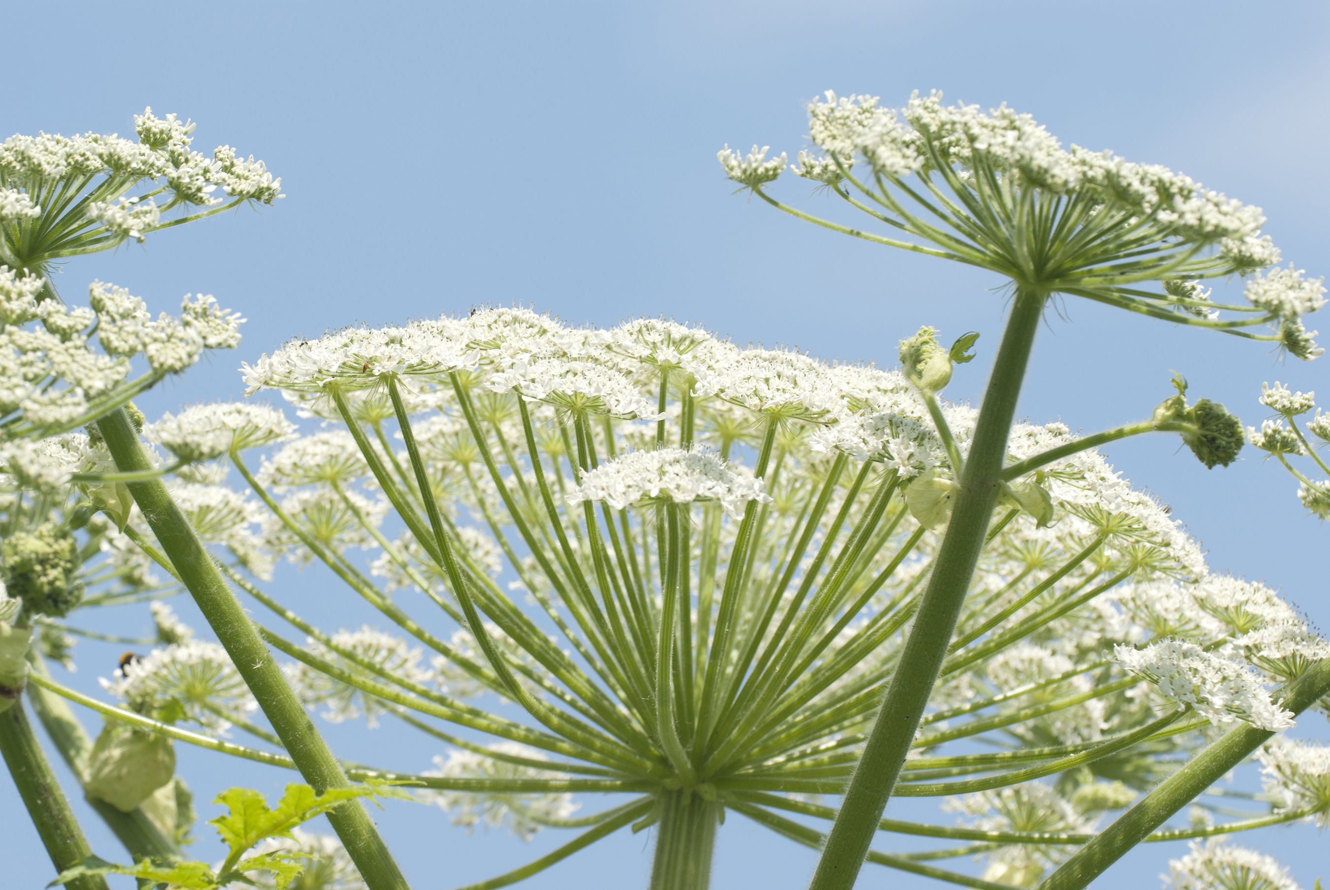What Is Giant Hogweed? Identification, & Preventing Burns