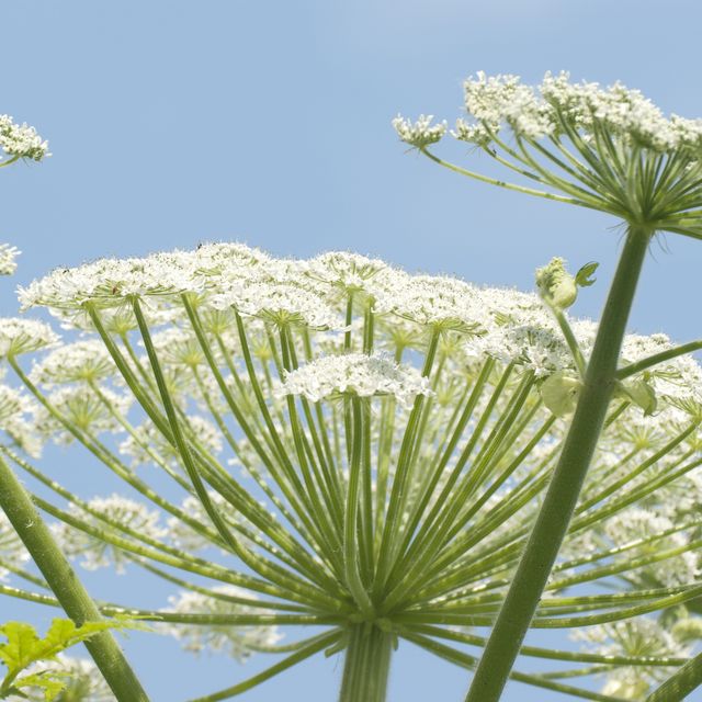 Plant, Flower, Heracleum (plant), Flowering plant, Cow parsley, Parsley family, Angelica, Perennial plant, 