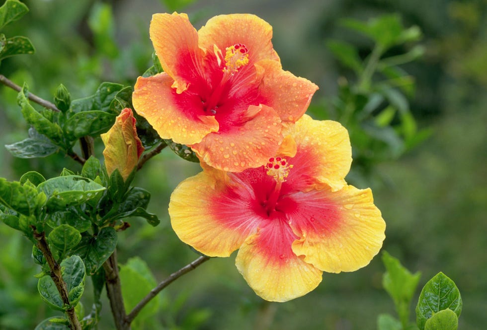 hibiscus flowers