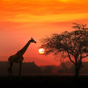 African Giraffe at sunrise