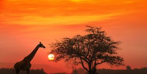 African Giraffe at sunrise