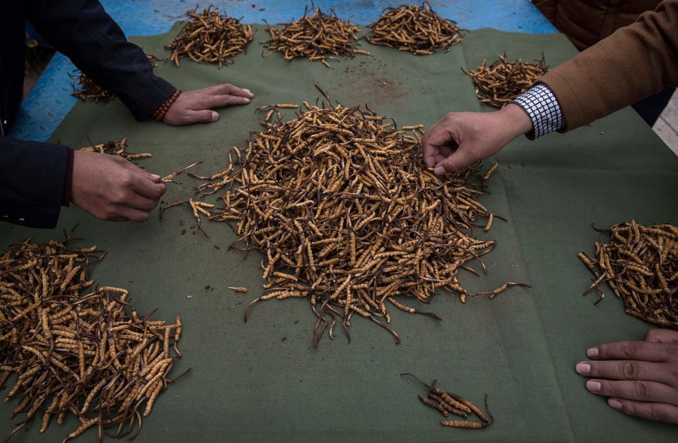 Tibetaanse nomaden bekijken een rupsschimmel van de soort Cordyceps sinensis die ze op de markt willen verkopen De schimmel zou medicinale eigenschappen bezitten en levert daarom veel geld op Milieubeschermers waarschuwen dat overmatig plukken van deze schimmels kan leiden tot schade aan de habitat van bergweiden in de regio