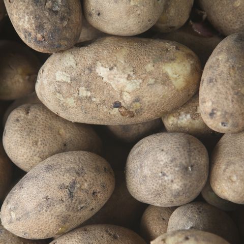 Pebble, Potato, Solanum, Rock, Root vegetable, Russet burbank potato, Plant, Yukon gold potato, Vegetable, Nightshade family, 