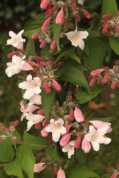 best flowering shrubs abelia