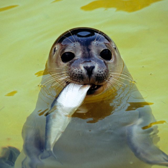 Vertebrate, Seal, Harbor seal, Marine mammal, Snout, Earless seal, Fur seal, Whiskers, California sea lion, Terrestrial animal, 