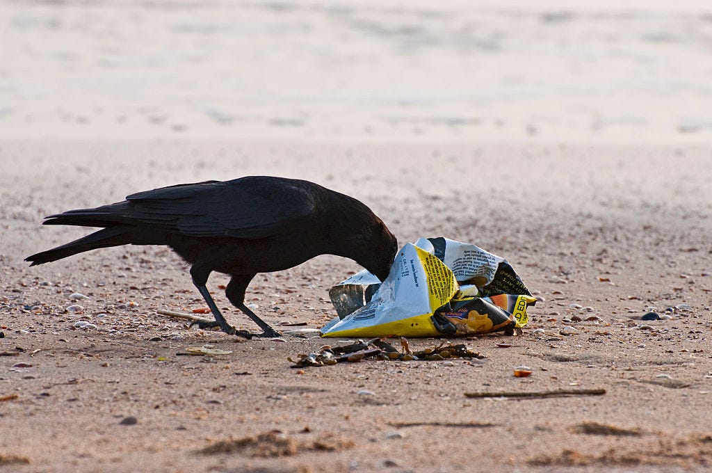 op het zeeuwse strand inspecteert een kraai nieuwsgierig een stuk plastic