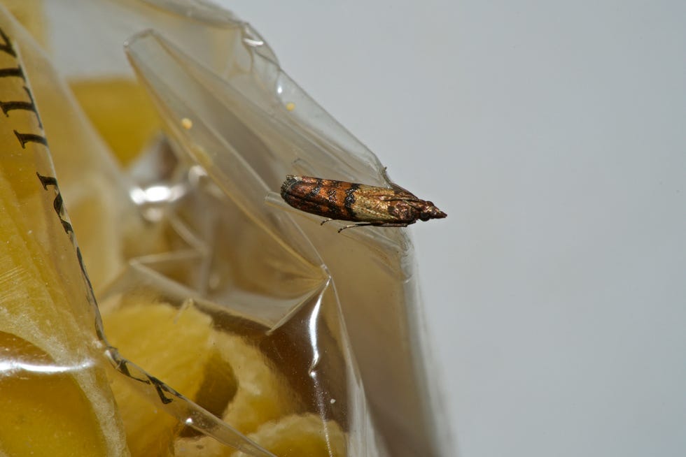 pantry moths