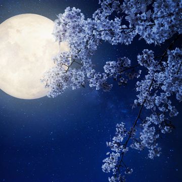 beautiful cherry blossom sakura flowers with milky way star in night skies, full moon   retro style artwork with vintage color toneelements of this moon image furnished by nasa