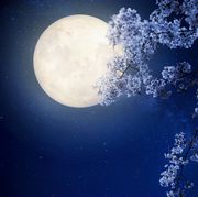 beautiful cherry blossom sakura flowers with milky way star in night skies, full moon   retro style artwork with vintage color toneelements of this moon image furnished by nasa