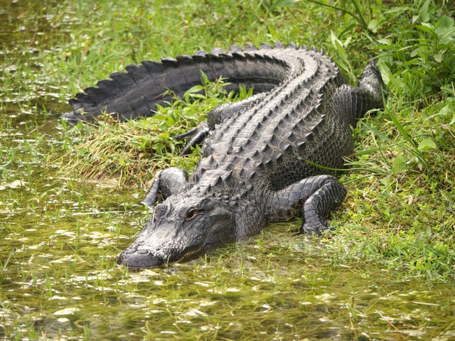 Family Goes After Nursing Home After Grandma's Killed by Gator