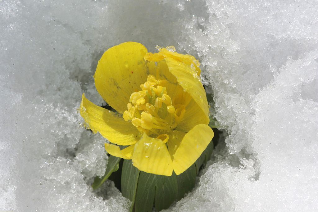 7 Winter Flowers That Thrive in the Cold