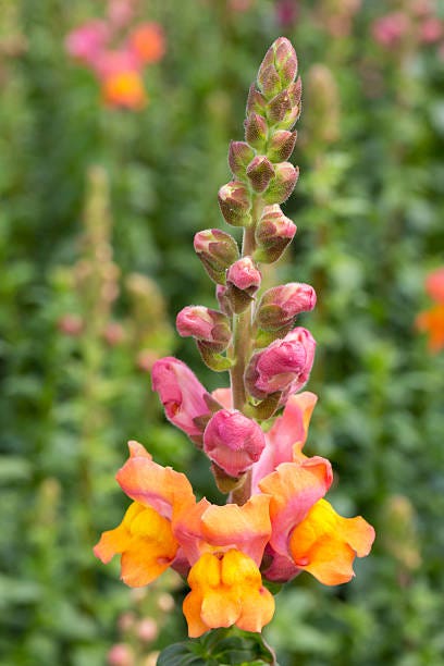 snapdragon