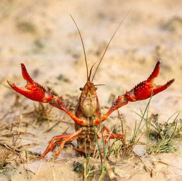 Rode Amerikaanse rivierkreeft de rode amerikaanse rivierkreeft procambarus clarkii is een exoot die in opmars is in nederland en belgie