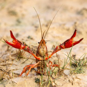 de rode amerikaanse rivierkreeft procambarus clarkii is een exoot die in opmars is in nederland en belgie