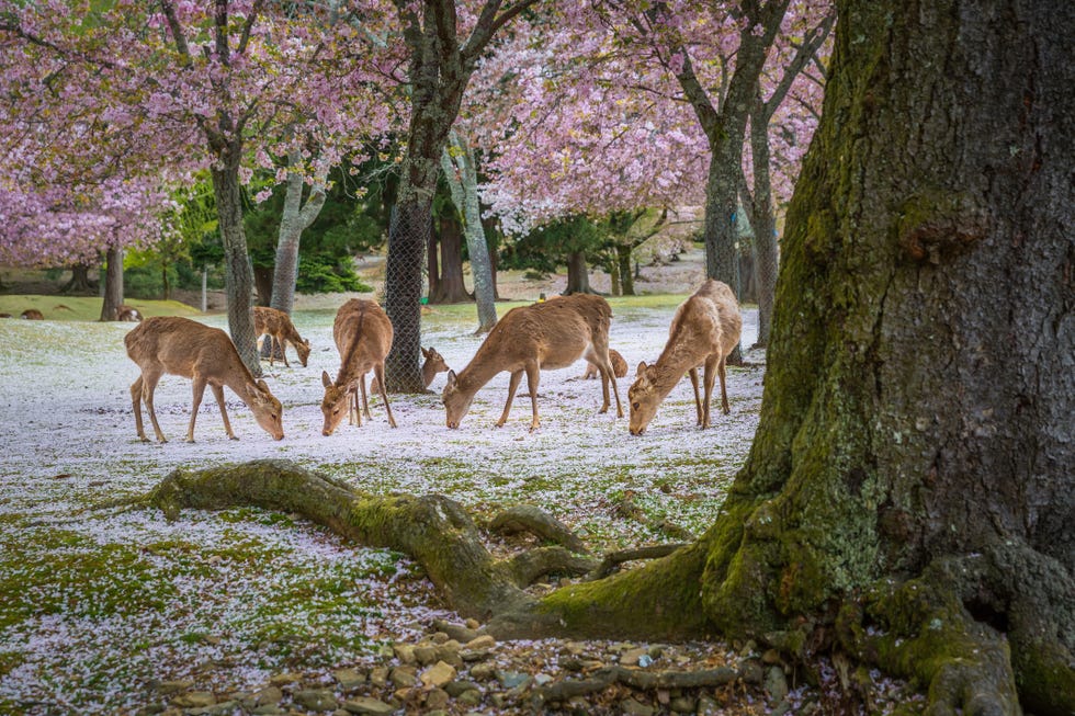 herten in nara in japan tijdens het kersenbloesemseizoen