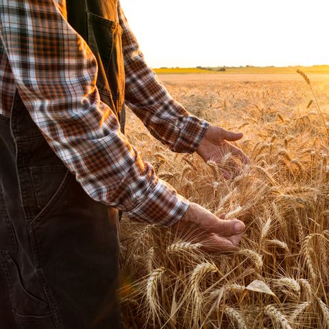Mature farm worker examining wheat crops field