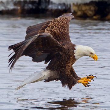 a bald eagle fishing in the mississippi river