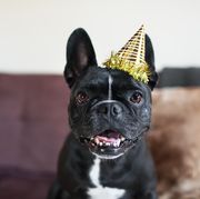 Portrait of cute dog on sofa wearing party hat