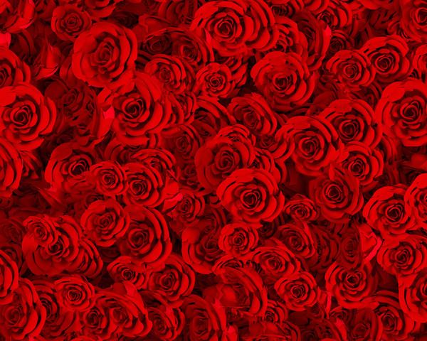 Petal, Red, Flower, Colorfulness, Pattern, Flowering plant, Carmine, Rose family, Rose order, Rose, 