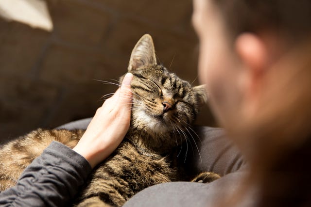 tidy cats