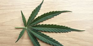 Cannabis terapeutica