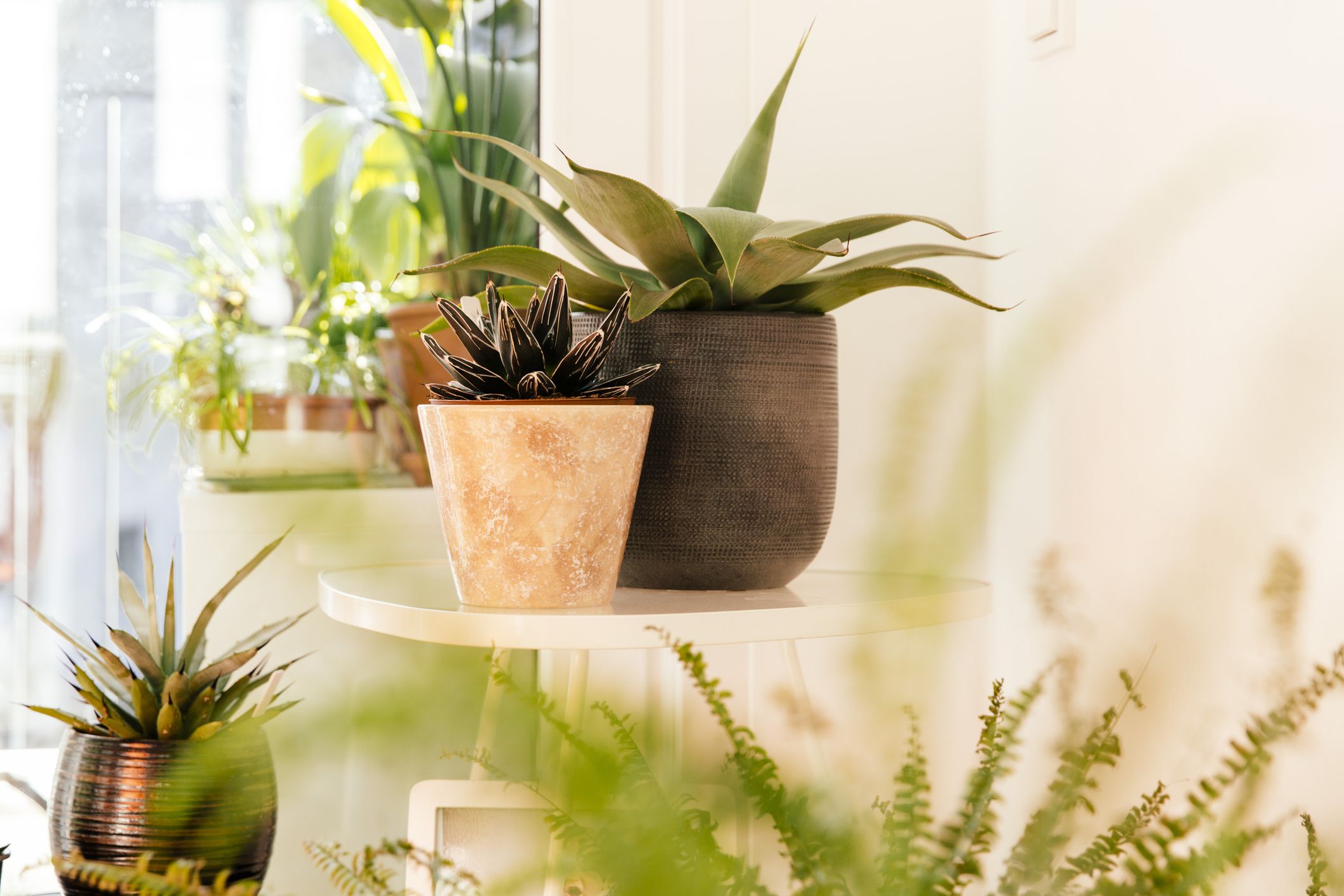 THE BLOOM TIMES 2 plantas artificiales para decoración de baño/oficina en  casa, pequeña vegetación artificial para decoración de casa (plantas en  maceta)
