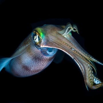 a bigfin reef squid sepioteuthis lessoniana hovers in midwater during night dive, puerto galera, philippines
