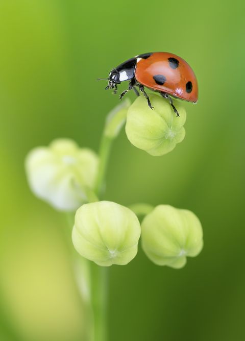 Insect, Ladybug, Macro photography, Beetle, Green, Invertebrate, Water, Plant, Close-up, Leaf beetle, 