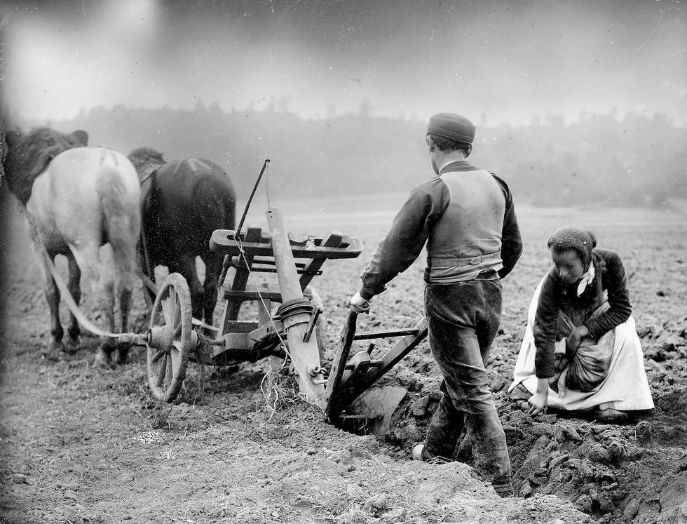 Plowing. France, by 1900.