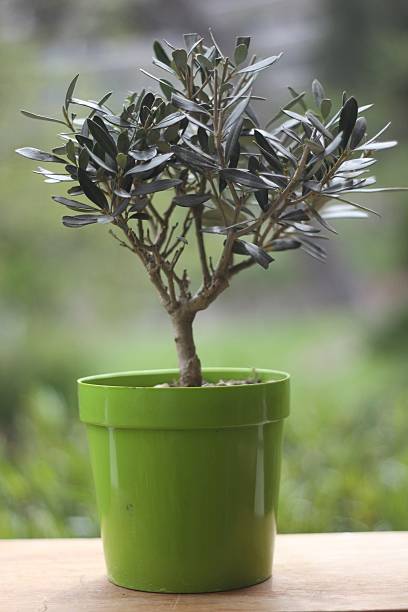 cat safe plants olive tree