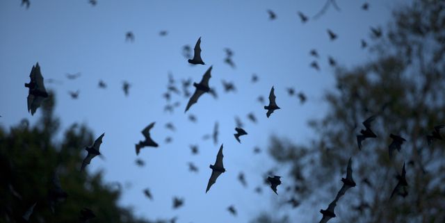 Bats leave a cave 