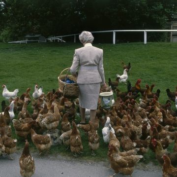 deborah cavendish, nee mitford, the duchess of devonshire, feeds the chickens at chatsworth house, derbyshire, 1990s photo by christopher simon sykeshulton archivegetty images