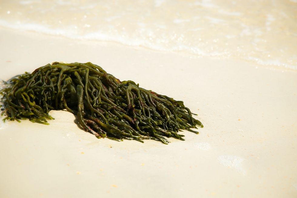 Seaweed, Vegetarian food, Aonori, Sea lettuce, Wakame, Algae, Laver, Green algae, Plant, Gyokuro, 