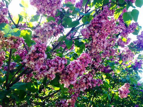 Purple Lilac Flowers Growing On Tree
