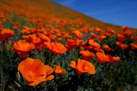 Flowering plant, Flower, Eschscholzia californica, Orange, Plant, Red, Wildflower, Sky, Natural landscape, Petal, 