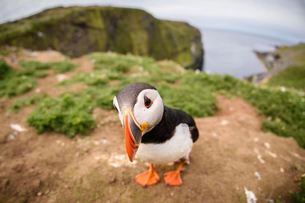 Closeup fisheye view of puffin on Skomer Island
