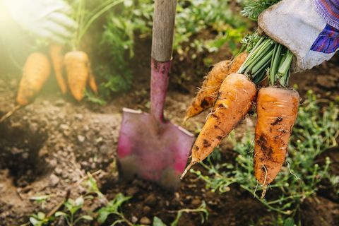 Carrot, Vegetable, Root vegetable, Soil, Plant, Food, Radish, Baby carrot, 