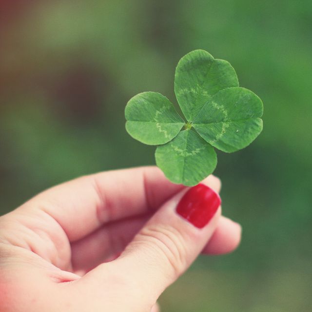 womans hand with red nail polish holding a four leaf clover