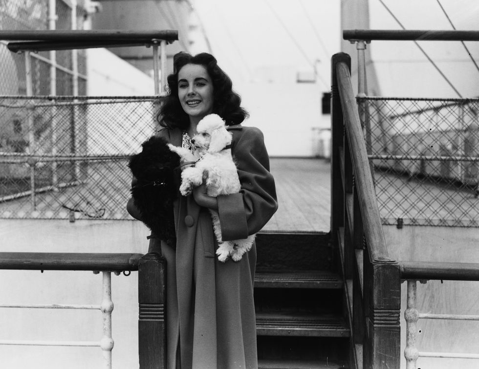 actress elizabeth taylor pictured on the deck of the 'ss queen mary' holding her pet french poodle 'teeny', at southampton, september 4th 1947 photo by keystonehulton archivegetty images