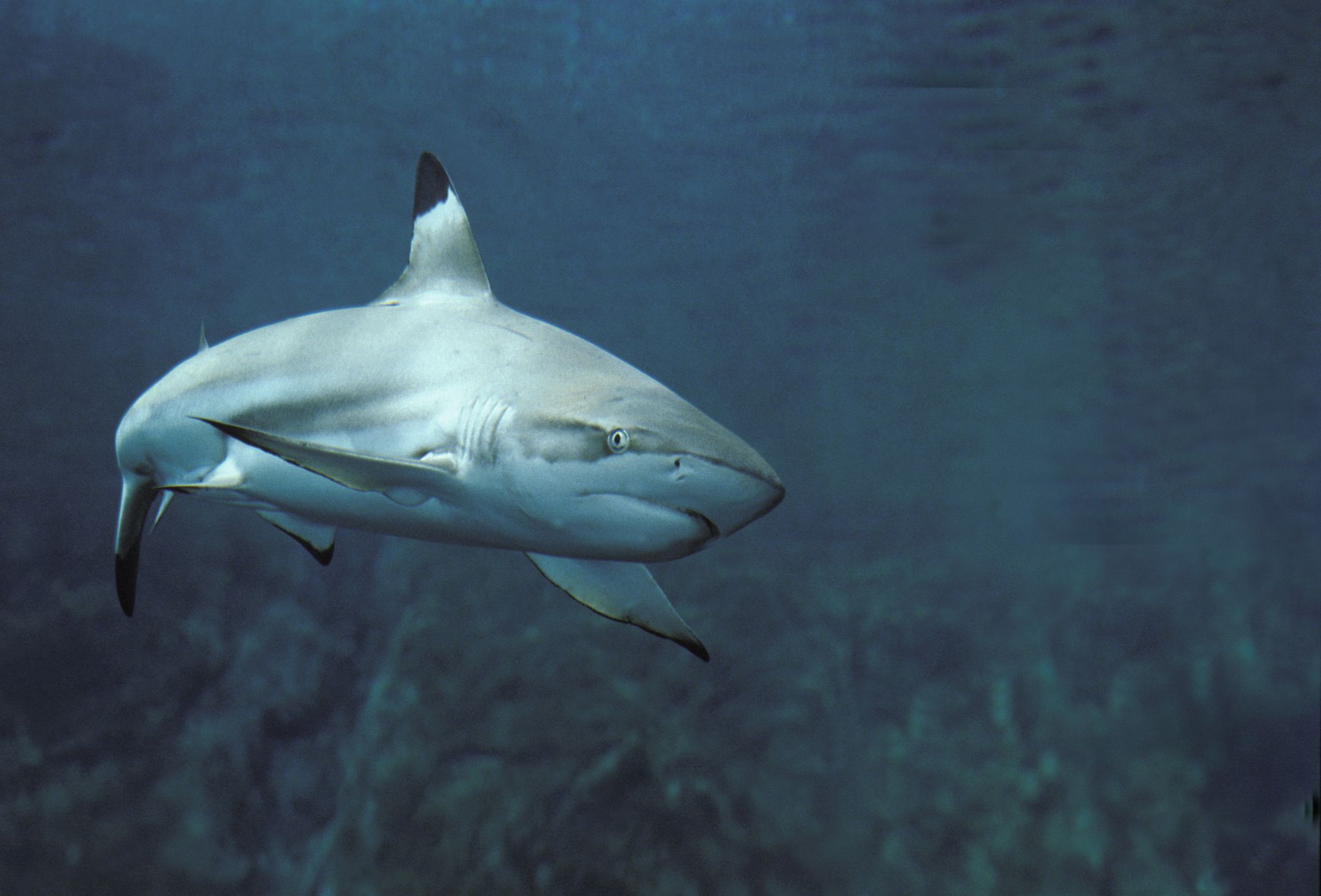 Three species of shark are apparently heading to UK shores