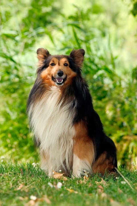 are shetland sheepdogs intelligent dogs