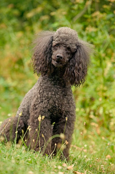 are poodles smart or dumb